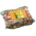 Filet de narcisse botanique botanic - 100 bulbes - BOTANIC® en promo chez Botanic Filet de narcisse botanique botanic - 100 bulbes - BOTANIC® dans le catalogue Botanic