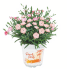 toom Baumarkt Heichelheim Prospekt mit  im Angebot für 3,99 €