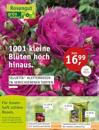 Der aktuelle ROSENGUT Langerwisch Prospekt Der aktuelle ROSENGUT Langerwisch Prospekt 1001 kleine Blüten hoch hinaus.