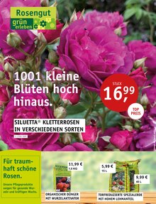 ROSENGUT Langerwisch Prospekt 1001 kleine Blüten hoch hinaus. mit 12 Seiten