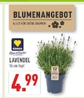 Aktuelle Blumen Angebote bei Marktkauf in Moers Aktuelles Lavendel Angebot bei Marktkauf in Moers ab 4,99 €
