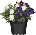 Hornveilchen Angebote bei Globus-Baumarkt Gera für 2,99 €