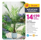 Palmier des canaries dans le catalogue Delbard