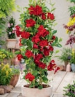 Dipladenia Ampel bei toom Baumarkt im Leer Prospekt für 12,99 €