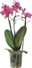 Orchidee Angebote bei Globus-Baumarkt Braunschweig für 9,99 €