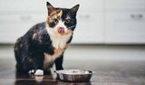 Katzen Nassnahrung im Angebot bei Marktkauf in Wismar Katzen Nassnahrung Angebote von Felix bei Marktkauf Wismar für 3,79 €