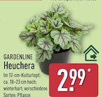 Heuchera Angebote von Gardenline bei ALDI Nord Bremerhaven für 2,99 €