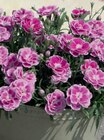 Aktuelles Gartennelke Angebot bei toom Baumarkt in Jena ab 3,99 €