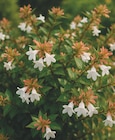 Ma Jardinerie Illzach - Promo Abelia à grandes fleurs Promo Abelia à grandes fleurs à 5,99 € dans le catalogue Ma Jardinerie à Illzach