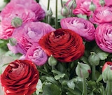 Aktuelles Hahnenfuß Ranunculus Angebot bei Kiebitzmarkt in Hamburg ab 2,49 €