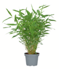 Gartenbambus Angebote bei toom Baumarkt Halle für 15,99 €