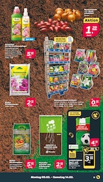 Steckzwiebeln Angebot im aktuellen Netto mit dem Scottie Prospekt auf Seite 21
