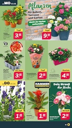 Erdbeerpflanzen Angebot & Preis im aktuellen Netto mit dem Scottie Prospekt Erdbeerpflanzen Angebot im aktuellen Netto mit dem Scottie Prospekt auf Seite 15