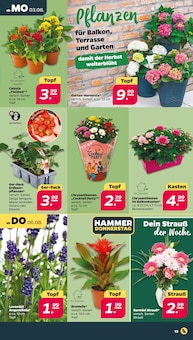 Blumentopf Angebot im Netto mit dem Scottie Prospekt, gültig von 03.08.2026 bis 08.08.2026 Blumentopf Angebot im aktuellen Netto mit dem Scottie Prospekt auf Seite 15