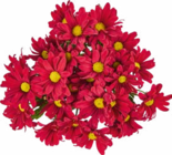 Chrysanthemen von  im aktuellen Netto Marken-Discount Prospekt für 2,49 €