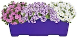 Confetti Garden Angebote bei Penny Ettlingen für 7,99 €