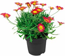 Strauchmargerite bei REWE in Krefeld Strauchmargerite im Angebot bei REWE Krefeld für 1,49 €
