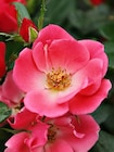 Rose 'Zepeti Pink Glow' von Gartenkrone im aktuellen Hagebaumarkt Prospekt für 9,99 €