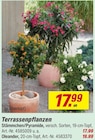 Aktuelles Terrassenpflanzen Stämmchen/Pyramide Angebot bei toom Baumarkt in Dresden ab 17,99 €