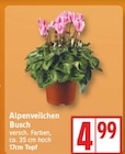 EDEKA Grünheide - Alpenveilchen Busch Angebot im Prospekt Alpenveilchen Busch bei EDEKA im Grünheide Prospekt für 4,99 €