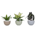 Coupe de plante verte dans le catalogue Carrefour