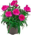 Penny Wolframs-Eschenbach - Nelke "Oscar" Angebot im Prospekt Nelke "Oscar" bei Penny im Wolframs-Eschenbach Prospekt für 1,79 €