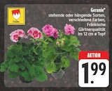 Aktuelles Geranie Angebot bei E center in Dresden ab 1,99 €