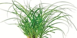 Netto mit dem Scottie Gardelegen - Cycas, Elefantenfuß oder Schirmpalme Angebot im Prospekt Cycas, Elefantenfuß oder Schirmpalme bei Netto mit dem Scottie im Gardelegen Prospekt für 9,99 €