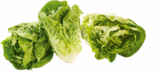 Aktuelles Mini-Romanasalat Angebot bei Netto Marken-Discount in Duisburg ab 0,88 €