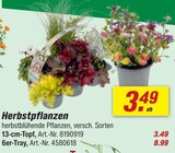 toom Baumarkt Oschersleben - Herbstpflanzen Angebot im Prospekt Herbstpflanzen bei toom Baumarkt im Oschersleben Prospekt für 3,49 €