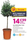 Promo Olivier Mini-Tige à 14,99 € dans le catalogue Delbard à Thiers