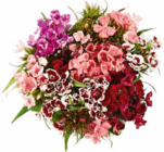 Aktuelle Blumen Angebote bei Netto Marken-Discount in Trier Aktuelles Bartnelken Angebot bei Netto Marken-Discount in Trier ab 1,99 €