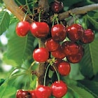 Botanic Orléans - Promo Cerisier St Antoine Poidsel en racine-nue Promo Cerisier St Antoine Poidsel en racine-nue à 24,99 € dans le catalogue Botanic à Orléans