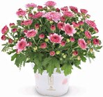 Hagebaumarkt Lengerich - Chrysantheme Angebot im Prospekt Chrysantheme bei Hagebaumarkt im Lengerich Prospekt für 1,99 €