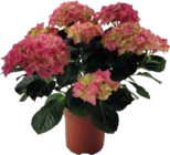 Aktuelles Hortensien Angebot bei EDEKA in Regensburg ab 6,99 €