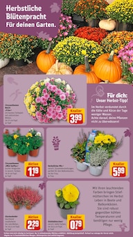 Stiefmütterchen im REWE Prospekt "Dein Markt" mit 36 Seiten (Cottbus)
