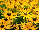 Aktuelles BIO SONNENHUT ‘GOLDSTURM’ Angebot bei Dehner Garten-Center in Münster ab 3,49 €