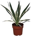 Garten Yucca Angebote bei Netto mit dem Scottie Elmshorn für 7,99 €