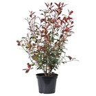 Photinia Red Robin en pot de 10 litres - BOTANIC® en promo chez Botanic Drancy à 18,99 €