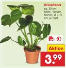 Aktuelle Zimmerpflanzen Angebote bei Netto Marken-Discount in Wuppertal Aktuelles Grünpflanze Angebot bei Netto Marken-Discount in Wuppertal ab 3,99 €