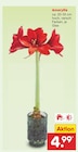 Aktuelle Zimmerpflanzen Angebote bei Netto Marken-Discount in Frankfurt (Main) Aktuelles Amaryllis Angebot bei Netto Marken-Discount in Frankfurt (Main) ab 4,99 €