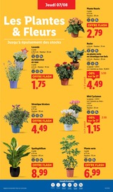 Plantes Angebote im Prospekt "Le vrai prix des bonnes choses" von Lidl auf Seite 29