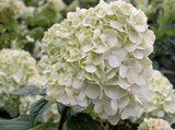 Aktuelle Hortensie Angebote bei Hornbach in Dresden Aktuelles Rispenhortensie âLimelightâ Angebot bei Hornbach in Dresden ab 19,95 âŹ