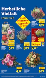 Schnittblumen Angebot & Preis im aktuellen Lidl Prospekt Schnittblumen Angebot im aktuellen Lidl Prospekt auf Seite 9