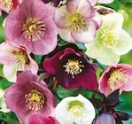 Lenzrose im aktuellen Pflanzen Kölle Prospekt