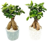 Ginseng Bonsai »Pure Balance« von  im aktuellen REWE Prospekt für 9,99 €