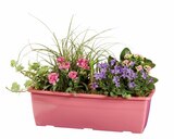 Jardinière de printemps dans le catalogue Lidl