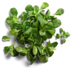 Franz./ital. Feldsalat im Kaufland Prospekt zum Preis von 0,99 €