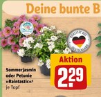 Aktuelles Sommerjasmin oder Petunie »Raintastic« Angebot bei REWE in Wiesbaden ab 2,29 €