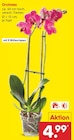 Orchidee bei Netto Marken-Discount im Berga Prospekt für 4,99 €